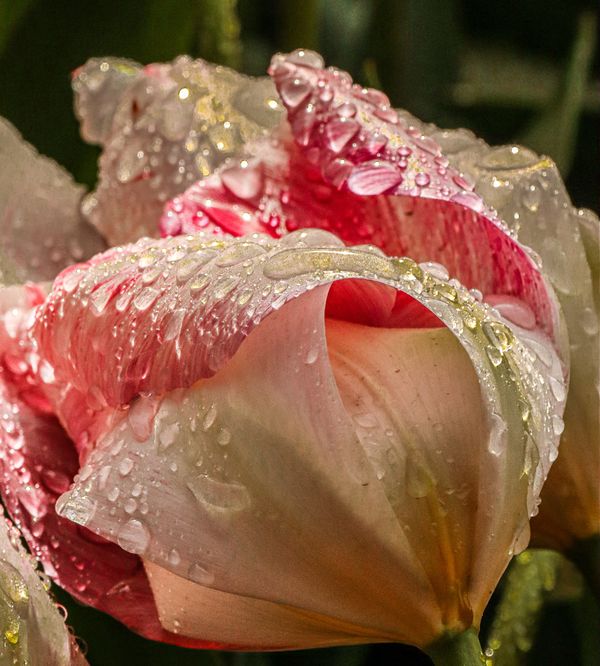Raindrops on Tulip bloom thumbnail
