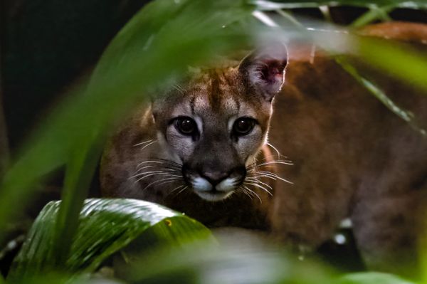 Puma in the jungle of northwestern Belize thumbnail