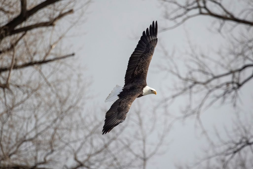 A mature bald eagle with white head and tail soaring against a grey backdrop with dark tree branches