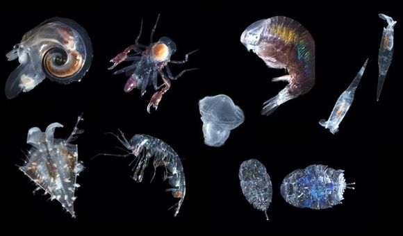 Composite image of ten different species of zooplankton on black background.