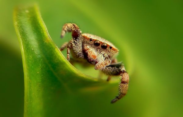 Macro view of a jumping spider.