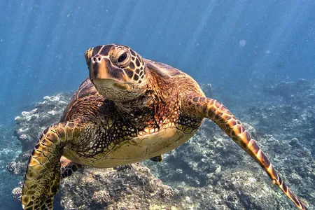 There are many reasons to be worried about the state of the world’s oceans. But some scientists say it’s important to point to successes, in order to motivate people to take further, evidence-based action.