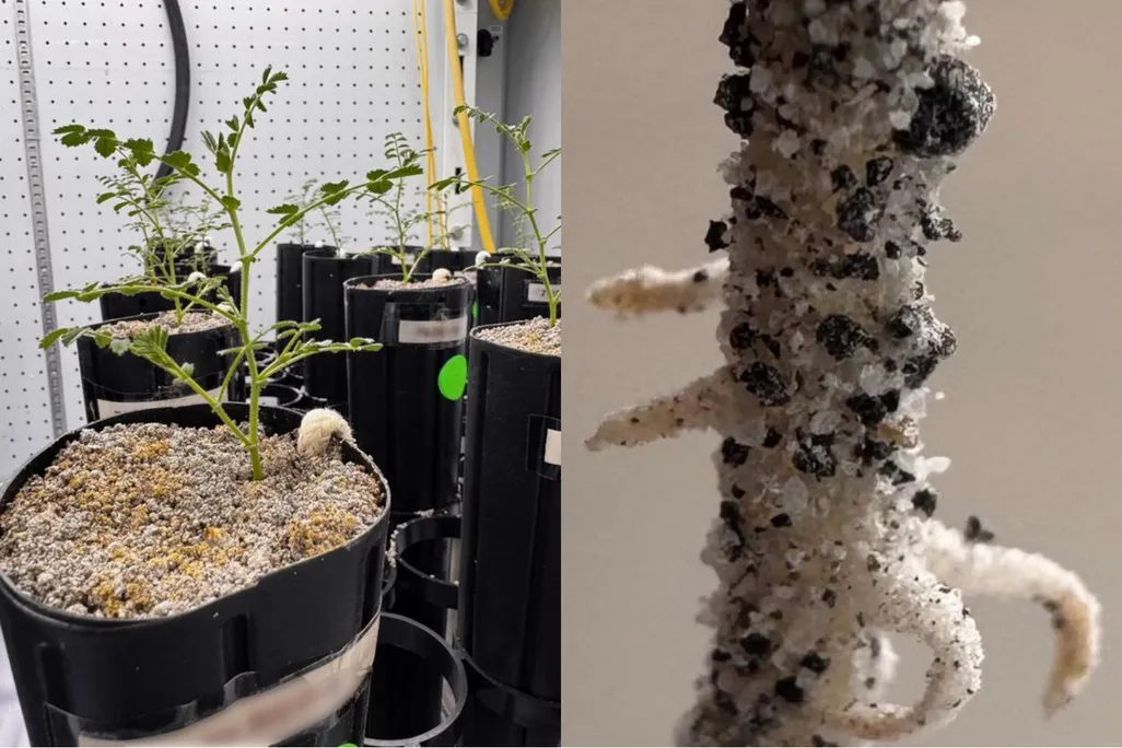 Left: plants growing out of strange looking dirt. Right: chickpea root covered in lunar regolith simulant