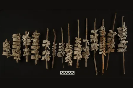 Roughly 500 years ago, vertebrae were arranged on sticks in Peruvian tombs.