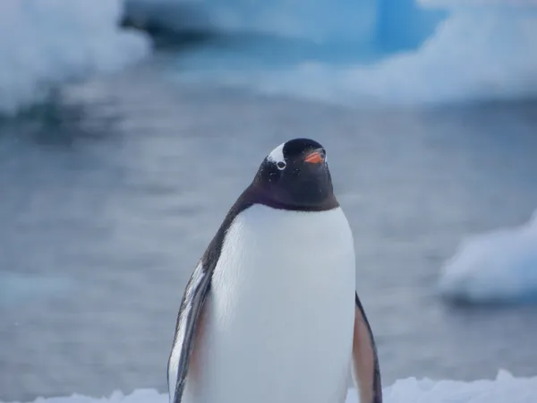 Frozen Curiosity thumbnail