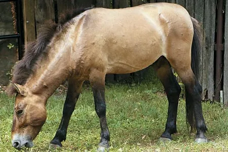 "Minnesota's" vasectomy was reversed due to his species becoming nearly extinct.