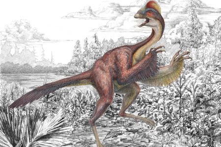 An illustration of the large, feathered Anzu wyliei depicts several striking anatomical features—its long tail, feathered arms, toothless beak and a tall crest on the top of its skull. 