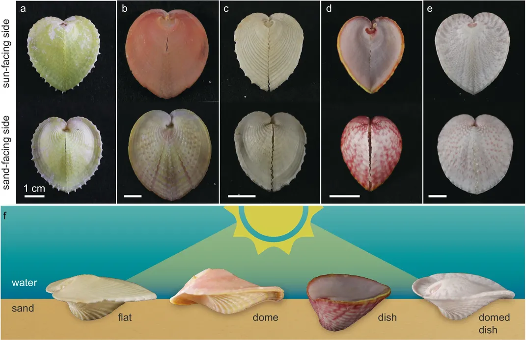heart cockles