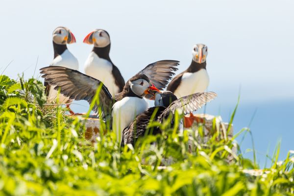 Puffin couple in courtship behaviour thumbnail