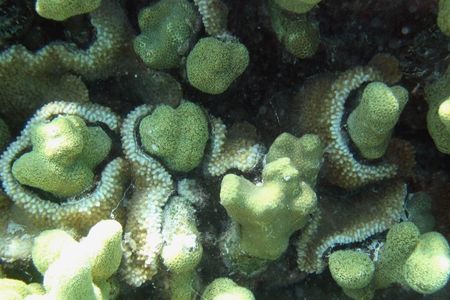 Rice coral grows over another species of coral.