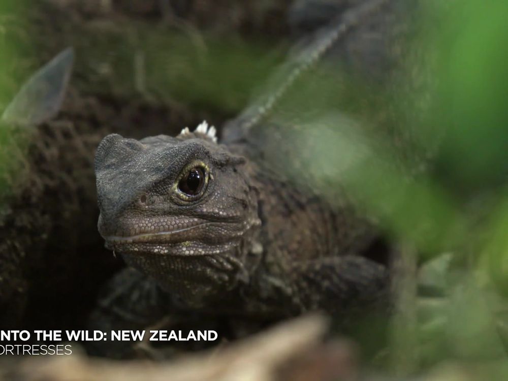 Preview thumbnail for video 'Though Small and Slow, the Tuatara is the Top Predator in Its Ecosystem