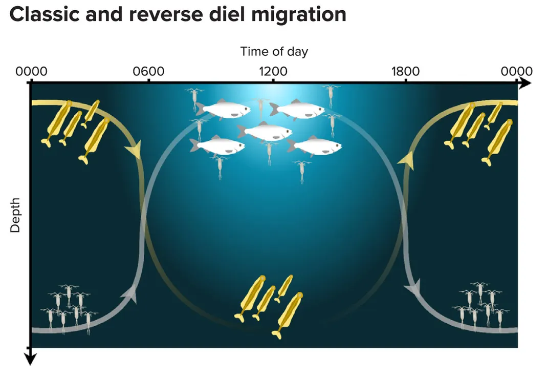 O que leva os animais aquáticos a fazer migrações verticais?