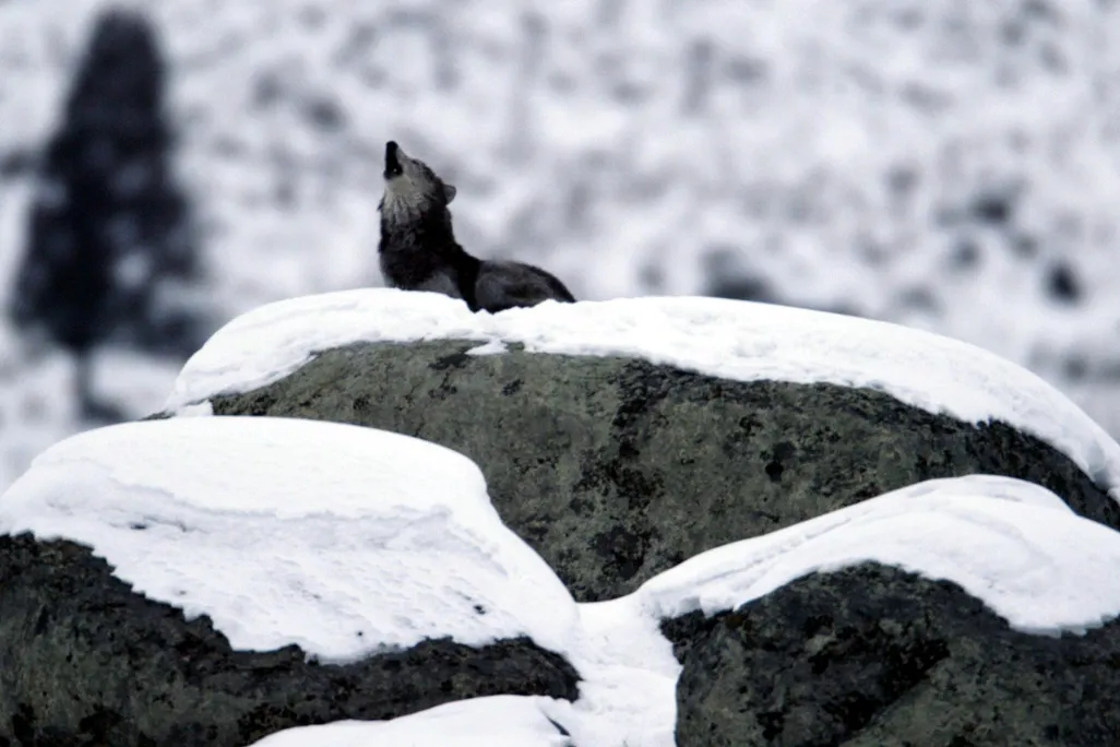 A wolf stands on a snow covered mountain. The wolf is howling up towards the sky.