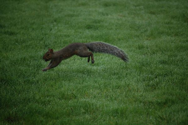 Leaping Squirrel thumbnail