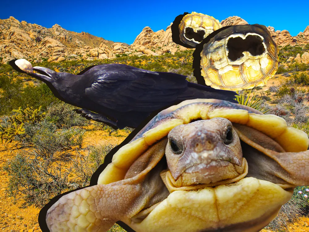 Raven and Desert Tortoise