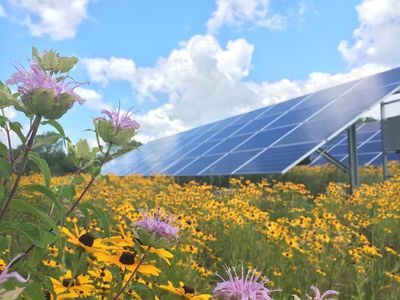 Connexus Energy's SolarWise garden in Ramsey provides habitat for pollinators.