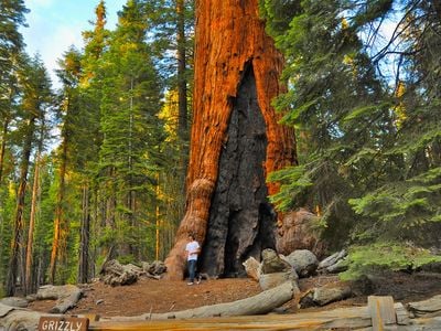 Yosemite&rsquo;s Mariposa Grove of giant sequoias has reopened after the Washburn Fire.