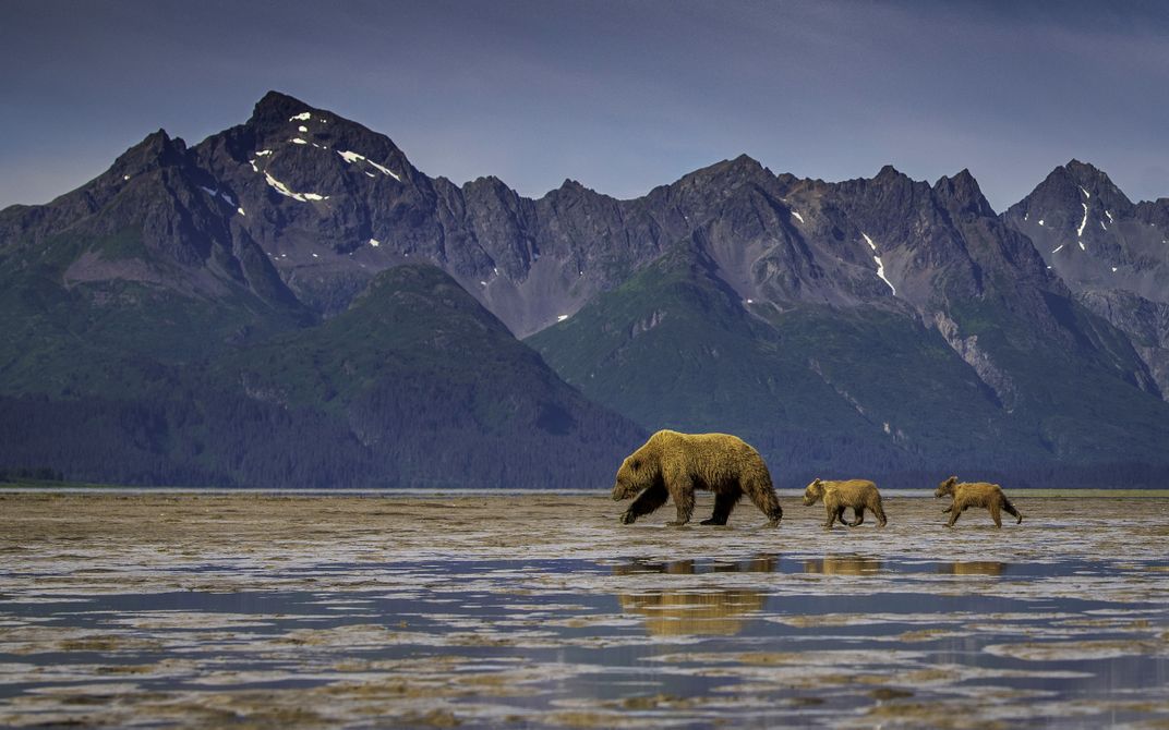 a mother bear leadn s two cubs with the mountains in the background