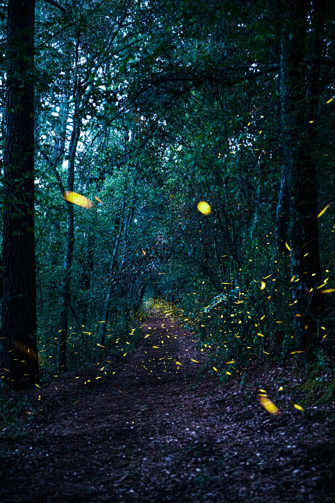 Fireflies Smithsonian Photo Contest Smithsonian Magazine