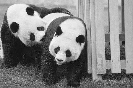 Giant pandas Hsing-Hsing (left) and Ling-Ling frolic at the National Zoological Park near Washington, DC. Photo circa 1974. 
