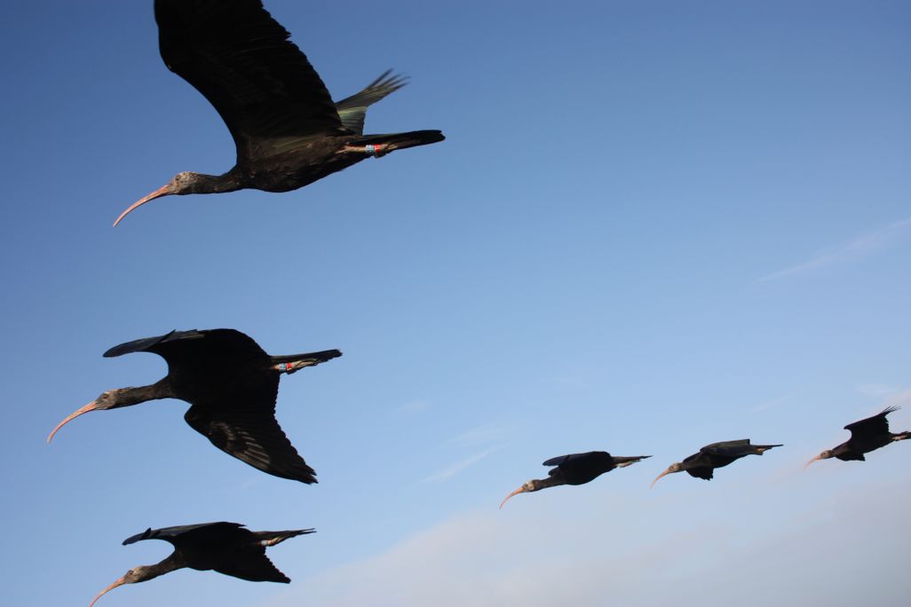 Flight formation; M Unsöld (1).jpg