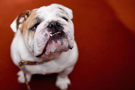 An English Bulldog was featured in the American Kennel Club's presentation of The Nation's Most Popular Breeds Of 2015 on February 22, 2016 in New York City. 