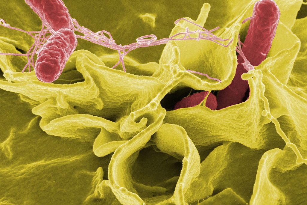 20131127082027salmonella.jpg