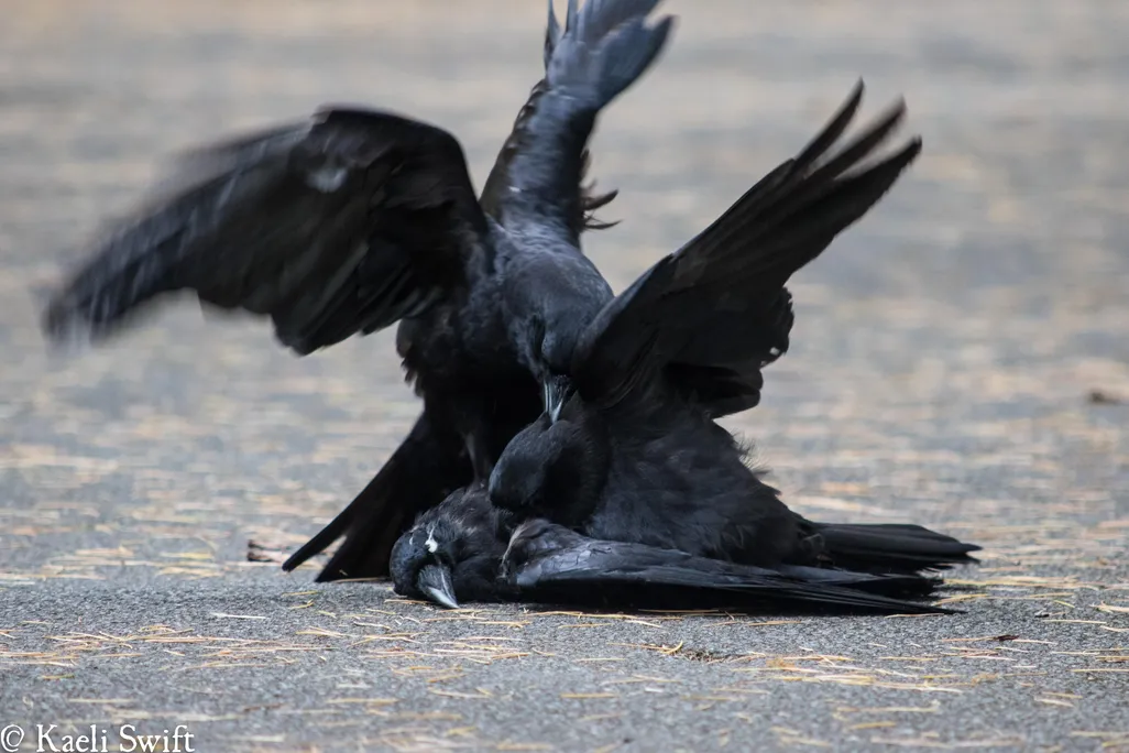 crow mutilates dead body