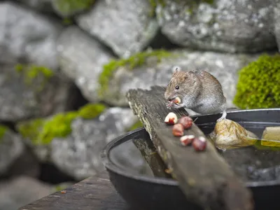 Researchers studied brainstem activity of mice while the animals were awake and eating.