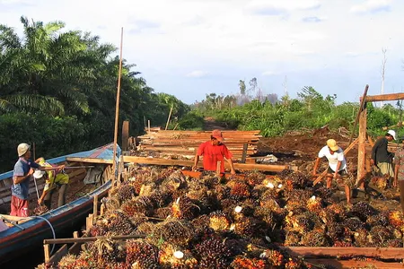 Workers in Sumatra process an oil palm harvest from the plantation on the left even as the remnants of the natural peat swamp forest in the distance are burned to make way for new plantations.