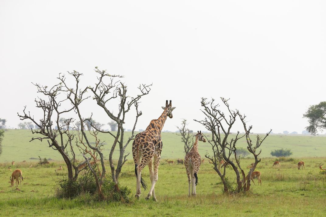 A male Rothschild’s giraffe