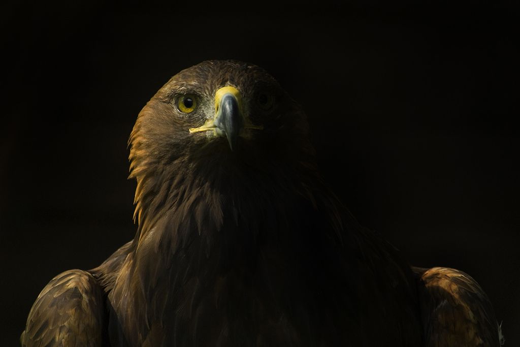 01-Royal-Raptor-deer-eagle.jpg