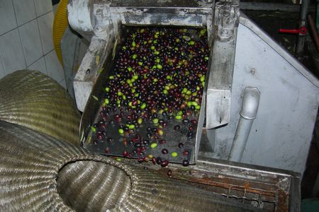Olive oil mill