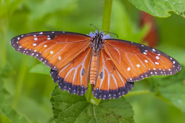 A Hungry Butterfly thumbnail