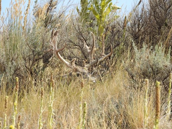 Mule deer buck thumbnail