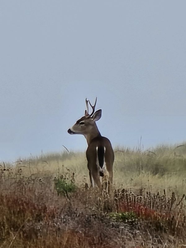 Deer in the Dunes thumbnail