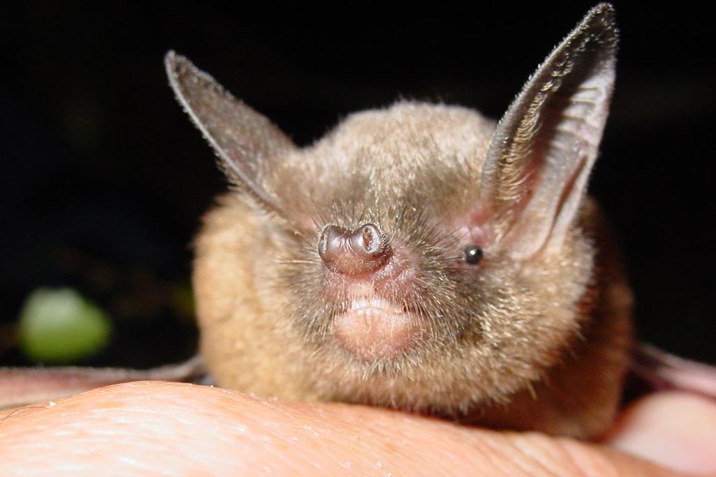 Batnose.jpg