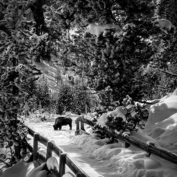 What lives on the other side of the bridge. thumbnail