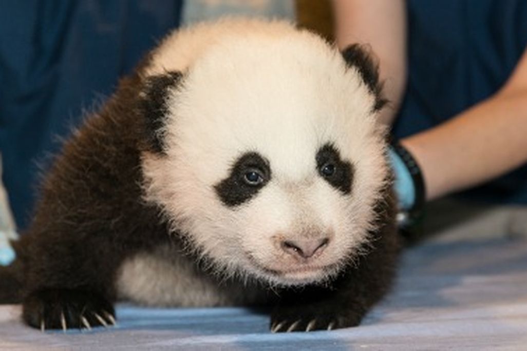 Panda-cub-nov15-crawling-470.jpg