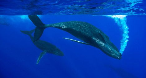 Humpback whale female