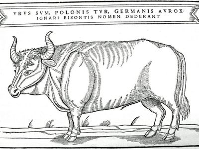Aurochs illustration from Sigismund von Herberstein's book published in 1556