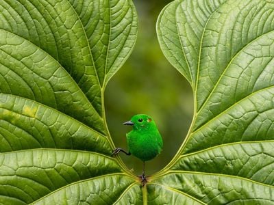 A glistening-green tanager sits in the crook of a leaf.