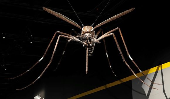 A giant replica of the Aedes mosquito, a known vector for the disease yellow fever, has been waiting for visitors to return the National Museum of Natural History’s “Outbreak: Epidemics in a Connected World” exhibit. (James Di Loreto, Smithsonian)