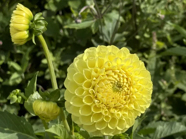 Yellow dahlia. thumbnail