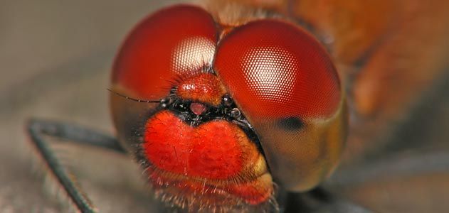 Dragonfly eyes