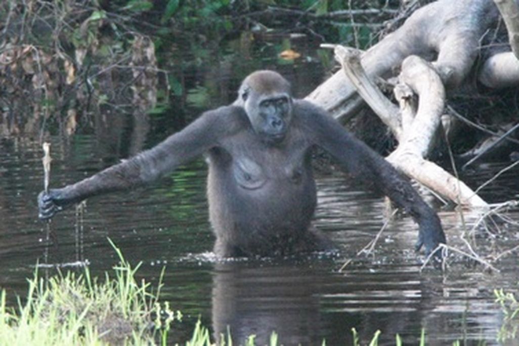 A gorilla in the Congo wading in a swamp