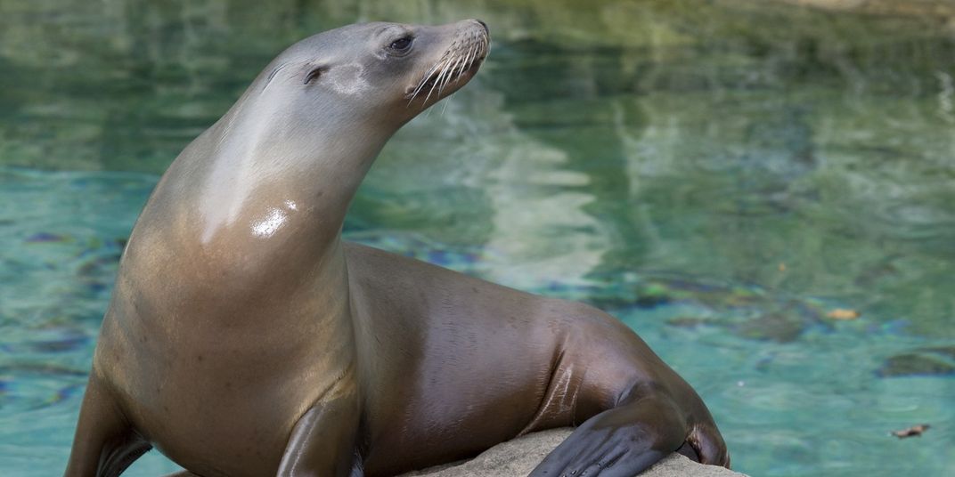 Photograph of a sea lion posing with water in the background