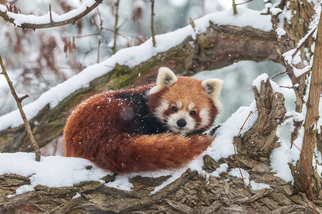 Image of a red panda laying on a tree branch in the snow