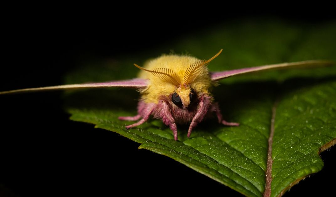 1072px x 628px - These Moths Are So Gorgeous They 'Put Butterflies to Shame' | Science |  Smithsonian Magazine