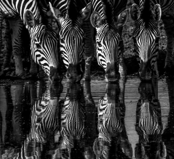 Zebras drinking thumbnail